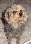 Skipper