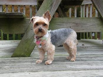 Sophie