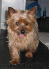 Spencer