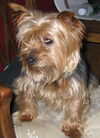 Teddy