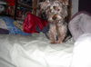 Tibby