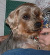 Tiny Tim