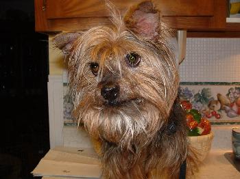 Scoobie