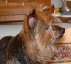 Scoobie