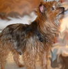 Scoobie