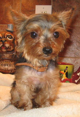 Coco