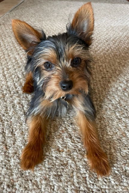 what age do yorkies ears stand up