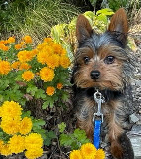 adoptable Dog in Bloomsburg, PA named Wilson