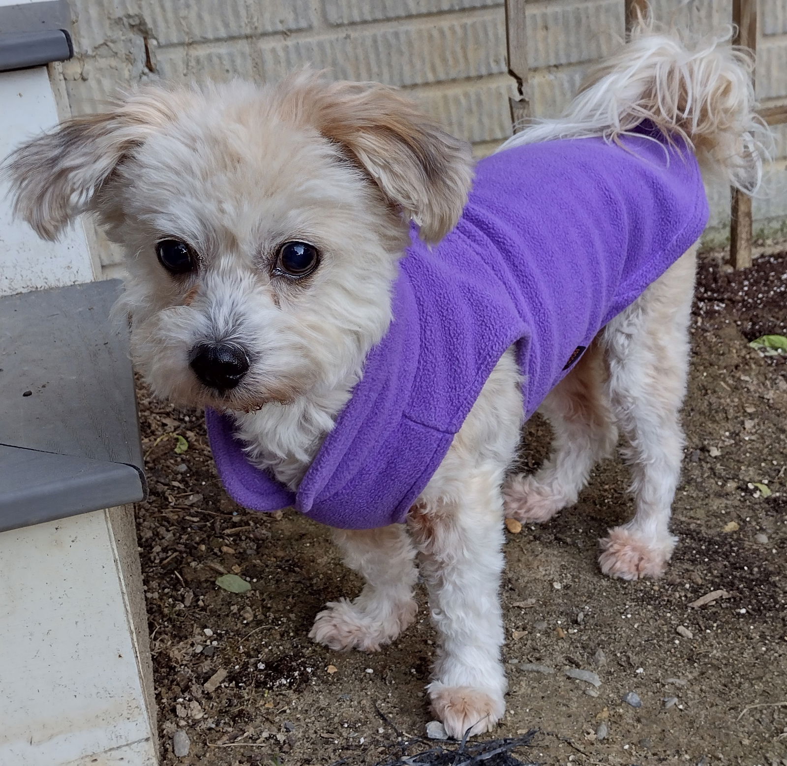 dog-for-adoption-melody-a-poodle-miniature-in-seaford-de-alpha-paw