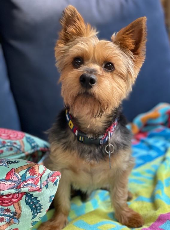Dog for Adoption A Banjo, a Yorkshire Terrier Yorkie in Hagerstown