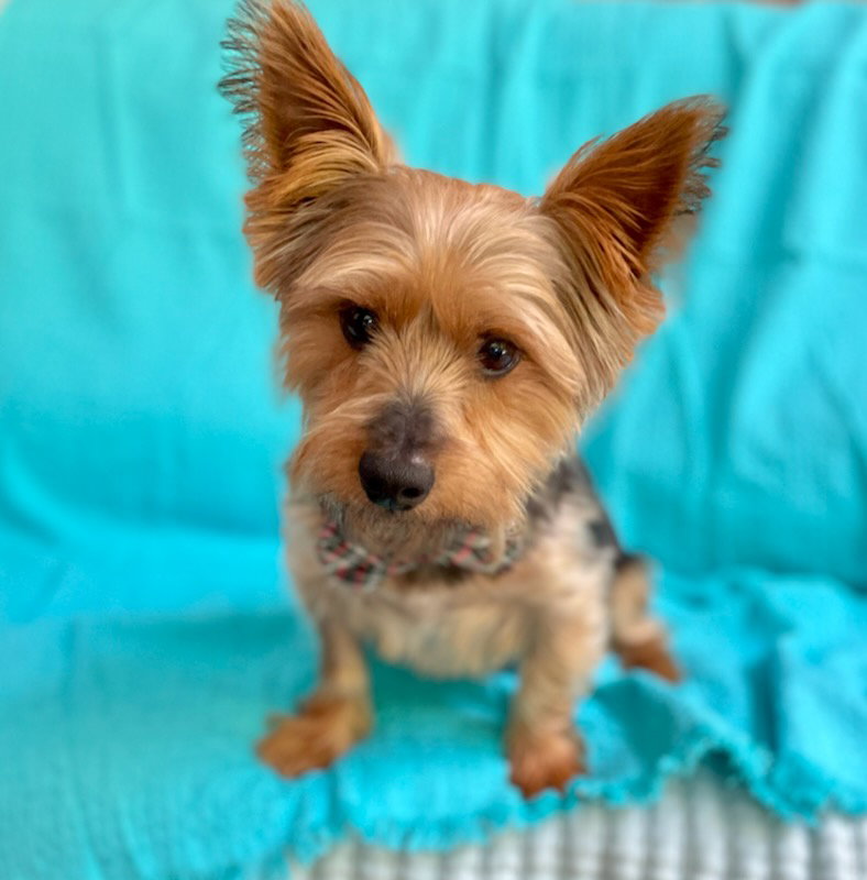 Dog for Adoption A Banjo, a Yorkshire Terrier Yorkie in Hagerstown