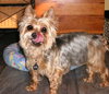 Sammy