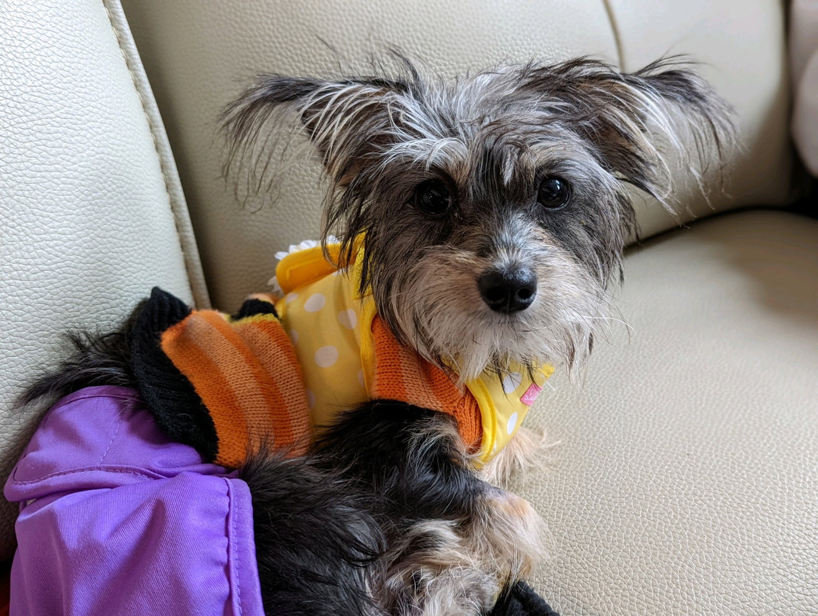 Dog for Adoption A Nutmeg, a Yorkshire Terrier Yorkie in Seaford, DE