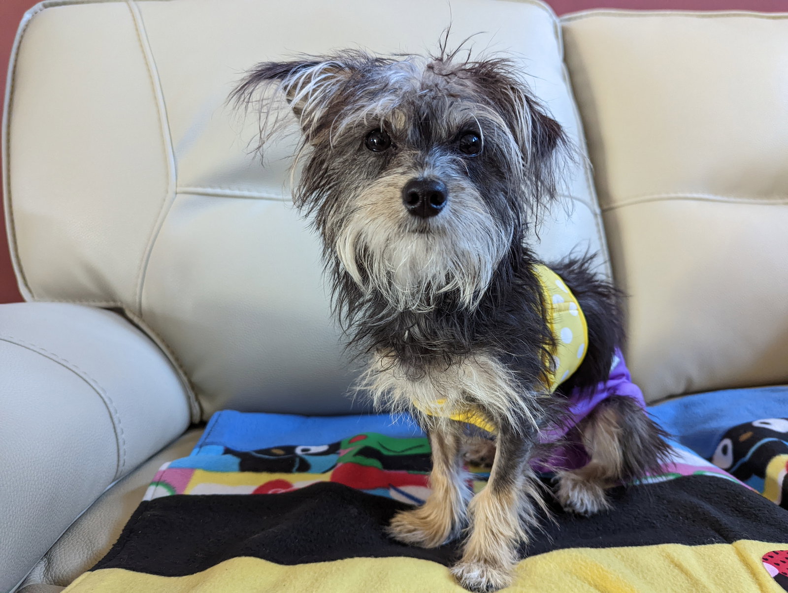 Dog for Adoption A Nutmeg, a Yorkshire Terrier Yorkie in Seaford, DE