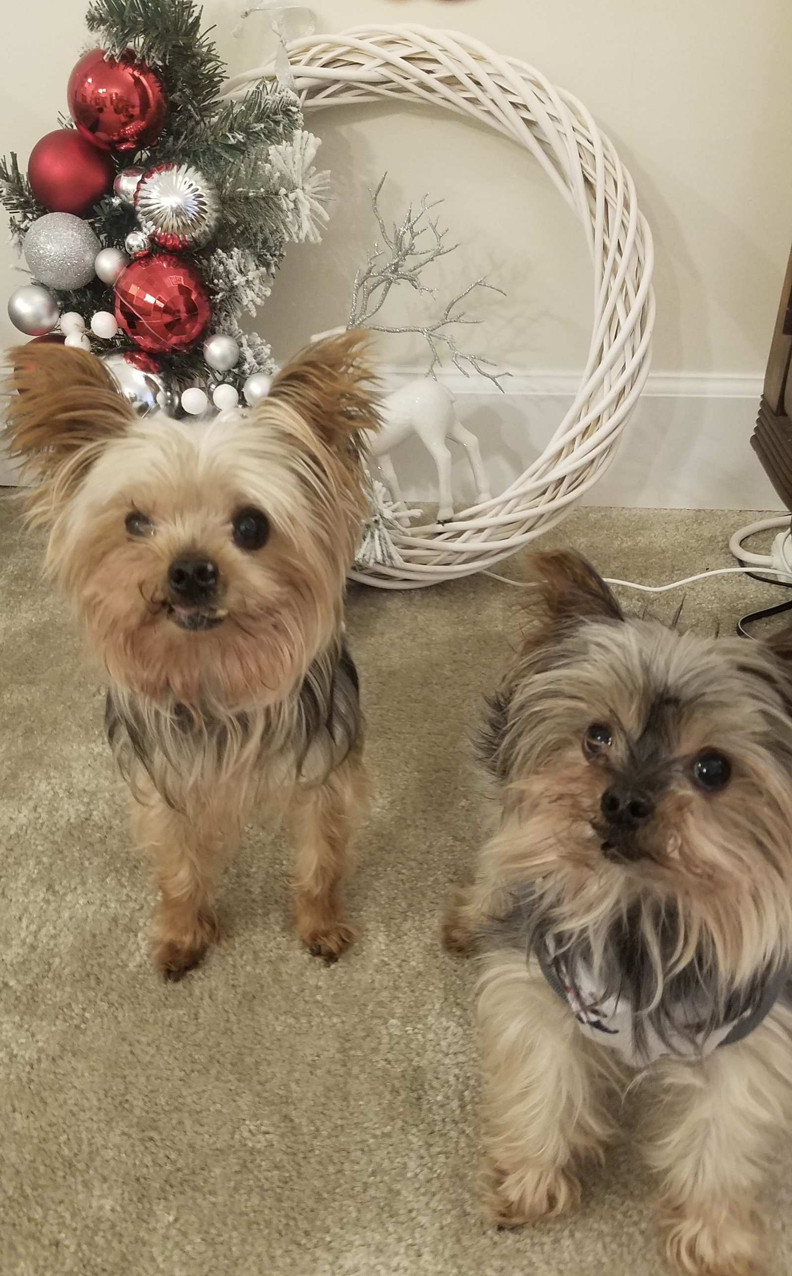 Dog for Adoption A Scoutt, a Yorkshire Terrier Yorkie in Hagerstown