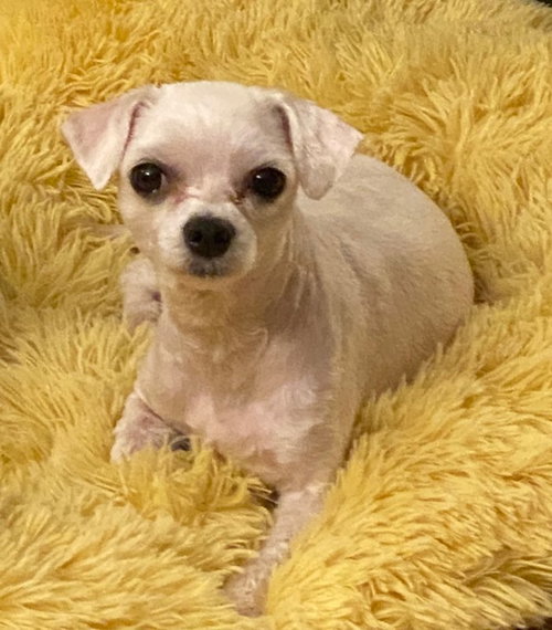 Petunia