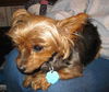 Josie