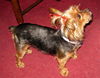 Josie