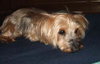 Auggie - NOT Worthless