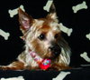 Auggie - NOT Worthless