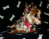Auggie - NOT Worthless