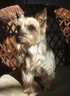 Auggie - NOT Worthless