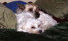 Auggie - NOT Worthless