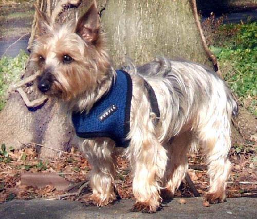 Auggie - NOT Worthless