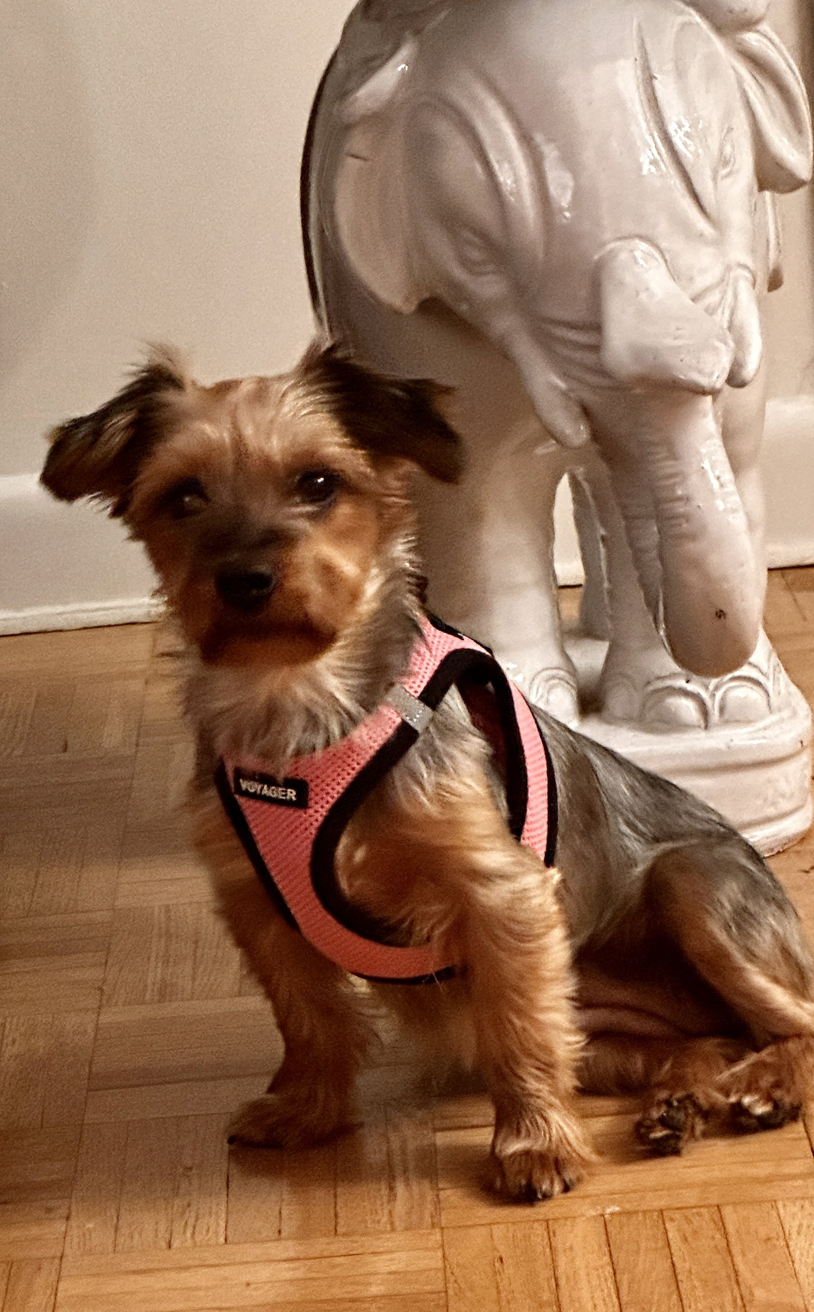 Dog for Adoption - A Fetti, a Yorkshire Terrier Yorkie in Queens, NY