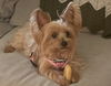 A Bonnie
