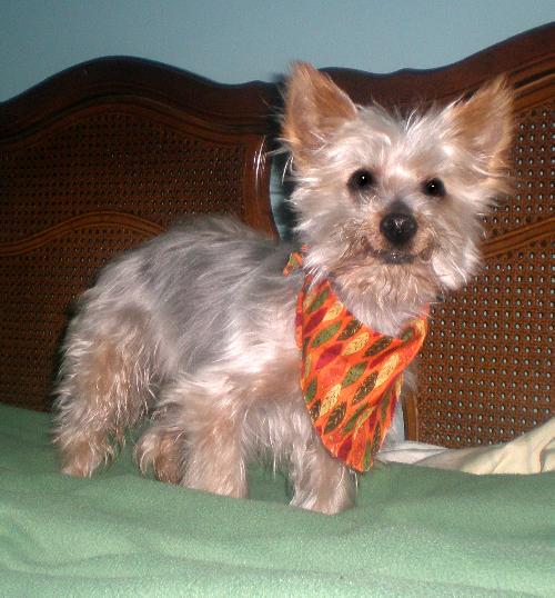 Snickers