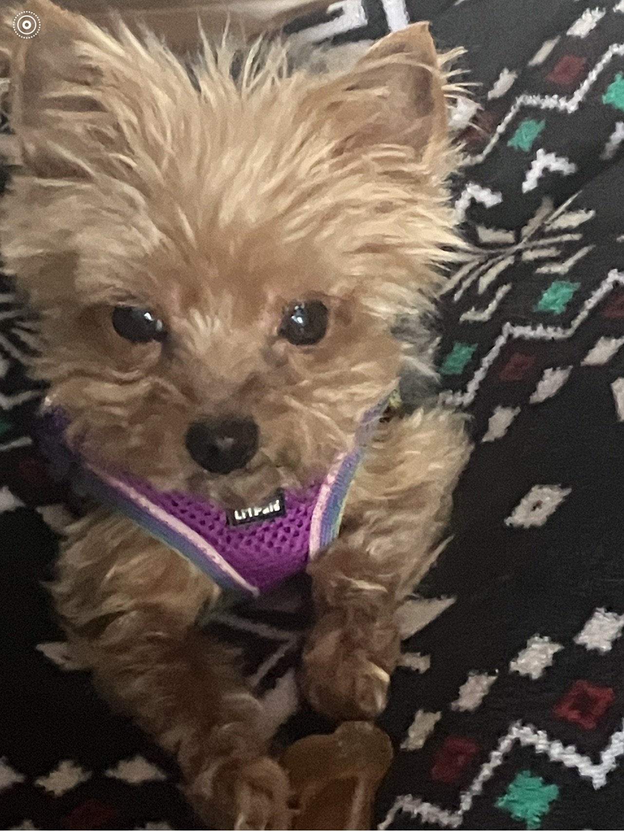 adoptable Dog in Tonawanda, NY named A Wynter