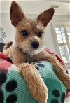 adoptable Dog in williamsburg, IA named A Luna