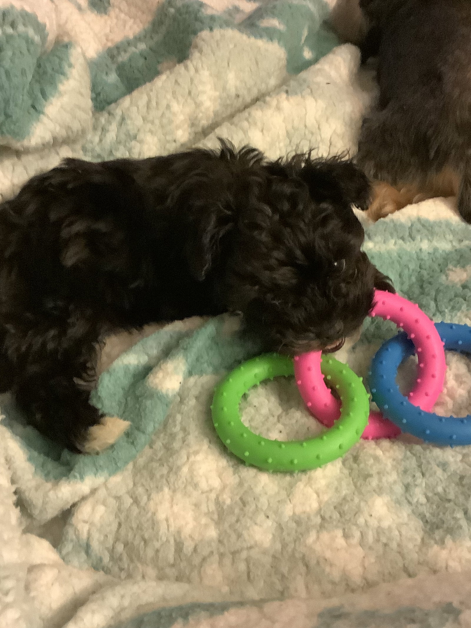 Dog for Adoption - A Biscotti, a Yorkshire Terrier Yorkie in Arlington ...