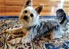 adoptable Dog in charlottesville, VA named A Harper