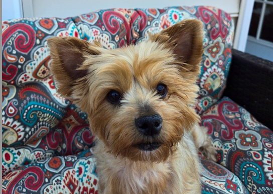 Dog for Adoption - A Candace, a Yorkshire Terrier Yorkie in Glen ...