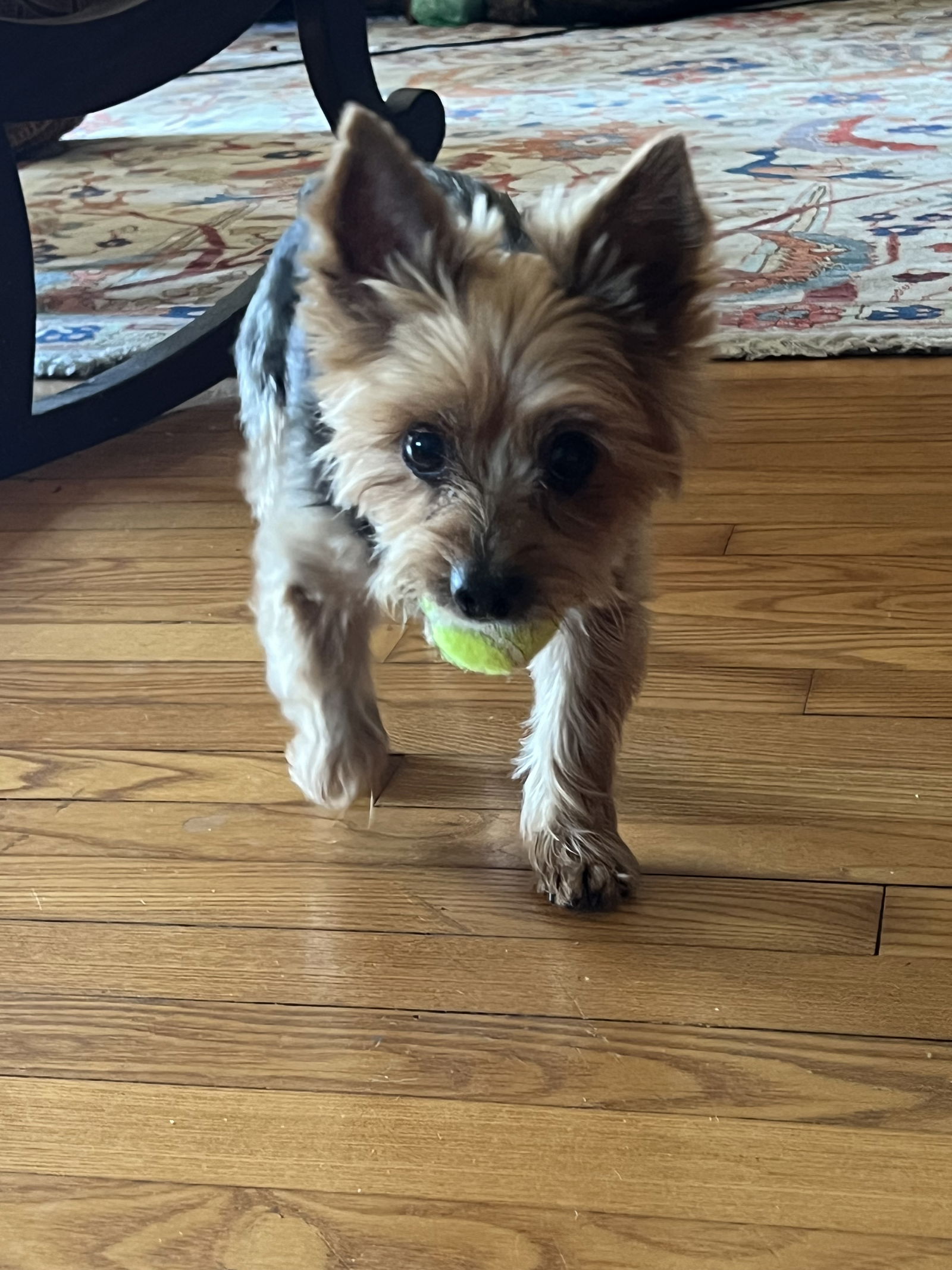 adoptable Dog in Pittsburgh, PA named A Ruff