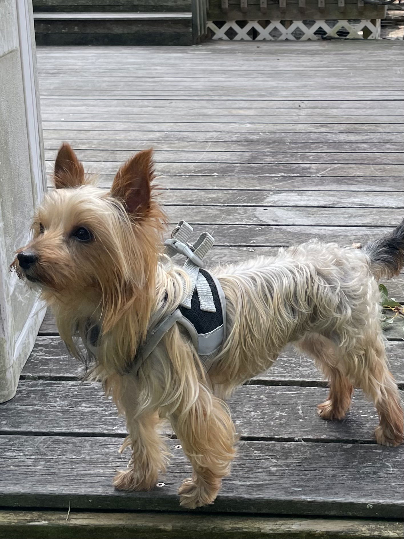 adoptable Dog in Brick, NJ named A Posh