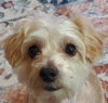 A Dupris