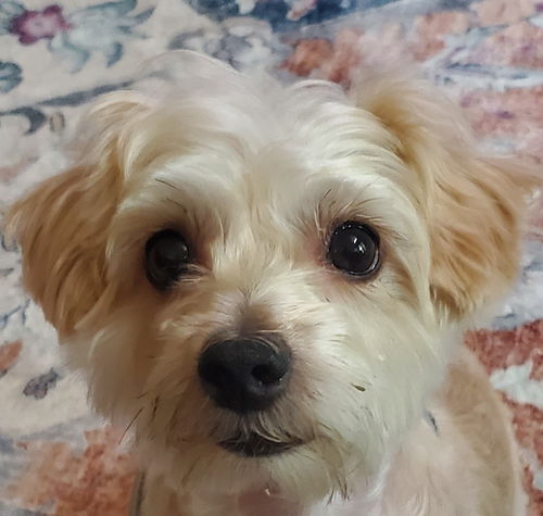 A Dupris