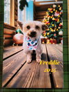 Freddie