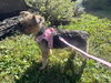 A Daizie