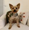 A Nellie