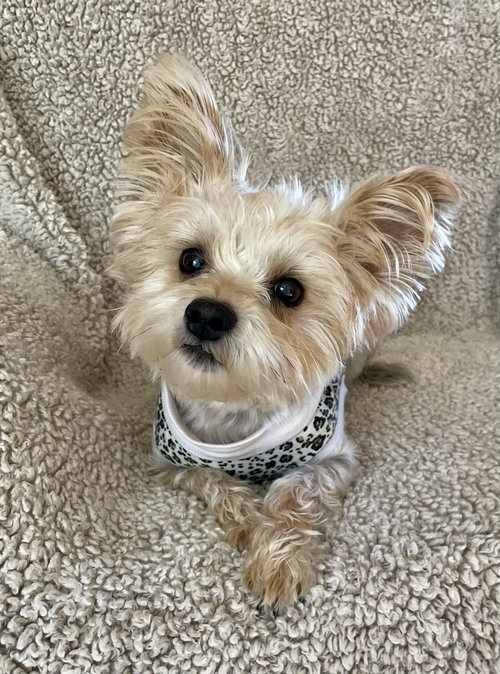 A MISS HONEY - Yorkshire Terrier Yorkie available for adoption