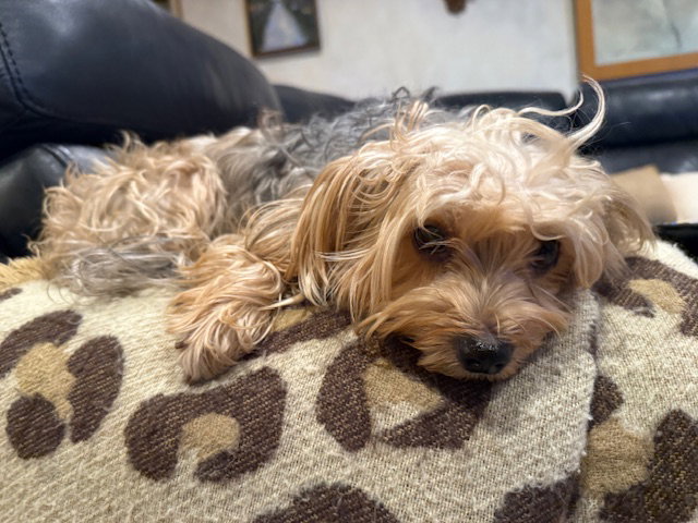 A Coco Chanel