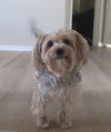 A Coco Chanel - Photo 1