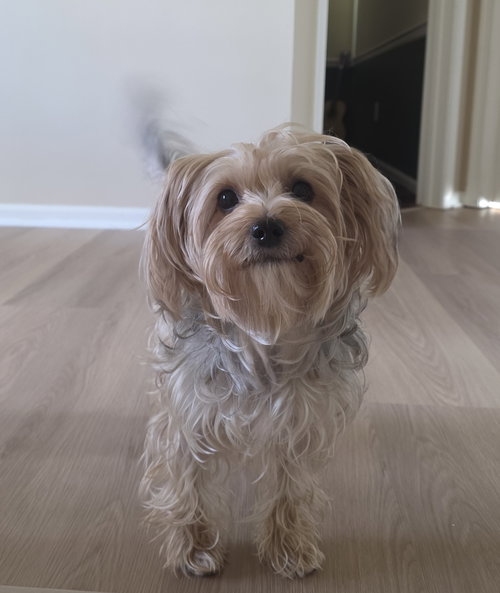 A Coco Chanel