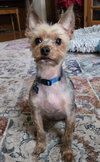 A Lewie
