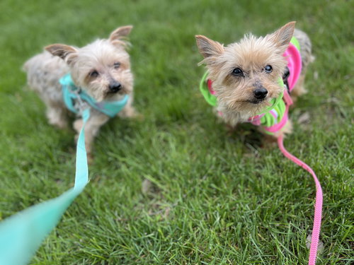 A Sashay, an adoptable Yorkshire Terrier Yorkie in Allentown,, PA