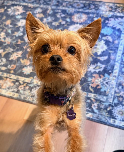 A Izzie, an adoptable Yorkshire Terrier Yorkie in Allentown,, PA